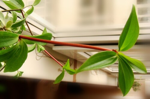 peperomia pereskifolia 2012 leaf