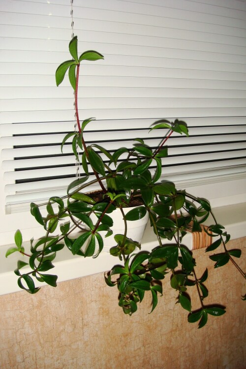 peperomia pereskifolia 2012