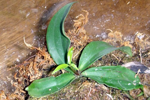 peperomia pereskifolia 2013 12 04 rooting