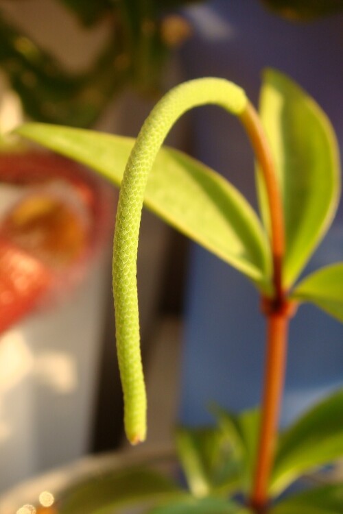 peperomia pereskifolia 2015 08 10 flowering