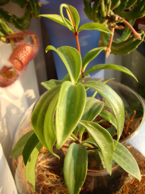 peperomia pereskifolia 2015 08 10 leafage