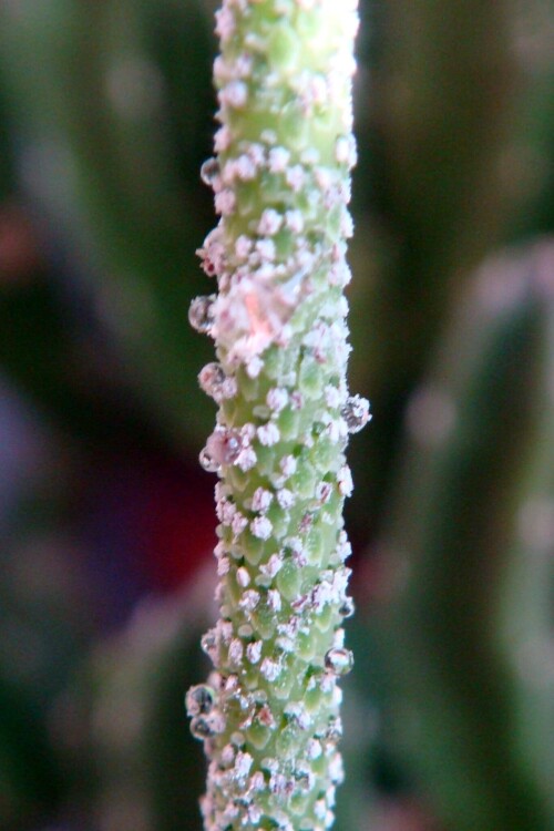 peperomia pereskifolia 2015 09 09 pedicle