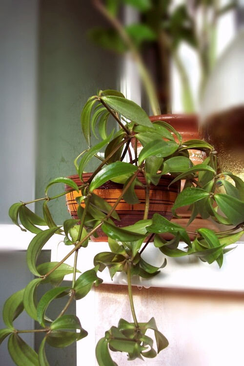 peperomia pereskifolia ample