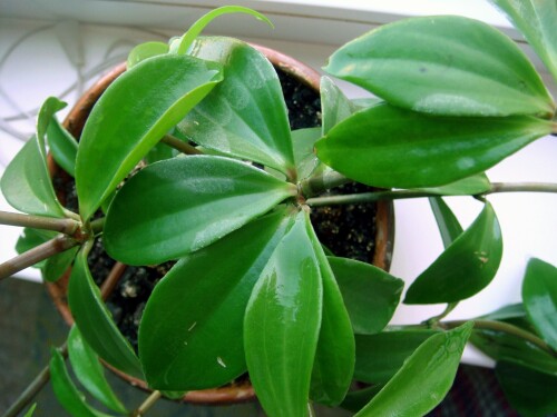 peperomia pereskifolia leafage