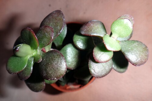 crassula ovata 03