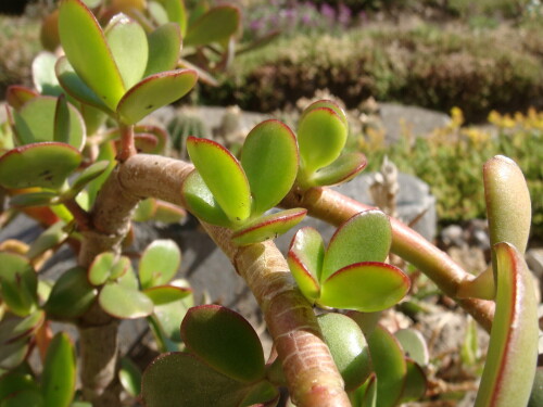 crassula ovata 2014 07 13 leafage