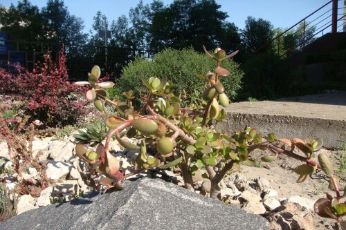 crassula ovata 2014 07 27 leaves