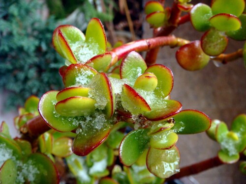 crassula ovata 2014 10 17 leaves