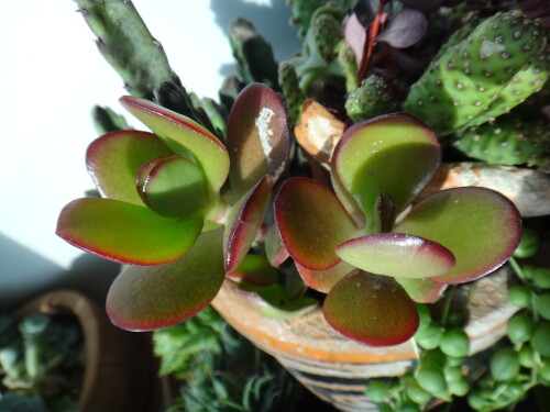 crassula ovata 2015 10 17