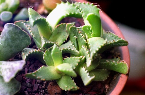 faucaria 379 2005