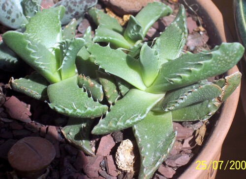 faucaria 379 2010 02 09