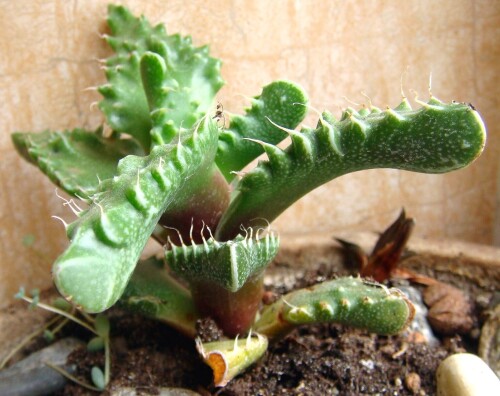 faucaria 379 2011 03 21