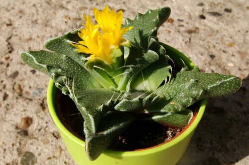 faucaria 914 2012 08 27 5