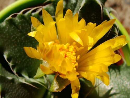 faucaria 914 2012 08 27 7