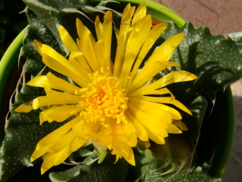 faucaria 914 2012 08 27 85