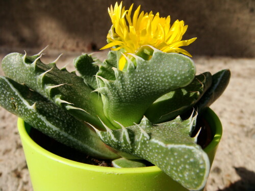 faucaria 914 2012 08 27 89