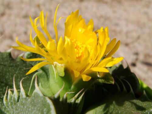 faucaria 914 2012 08 27 8