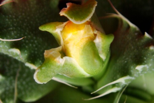 faucaria 914 2012 08 27