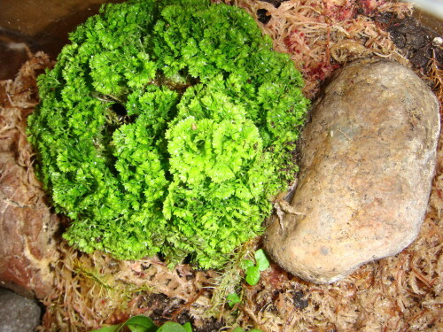 selaginella apoda 2014 11 01