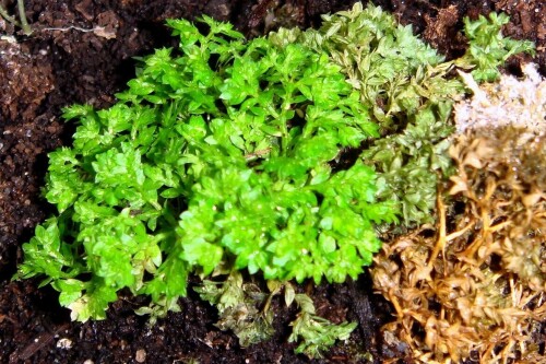 selaginella apoda 2015 03 15