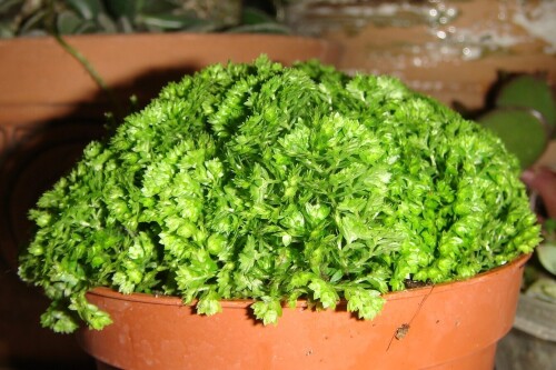 selaginella apoda