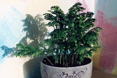 selaginella bush