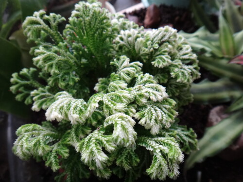 selaginella martensii watsoniana 2016 03 04