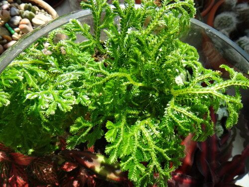 selaginella martensii watsoniana 2016 08 14