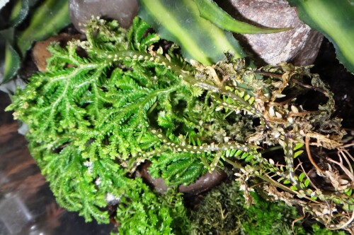 selaginella martensii watsoniana 2017 02 09