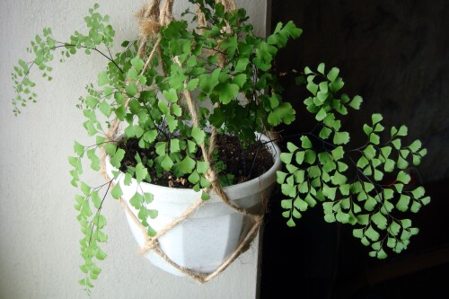 adiantum fronds