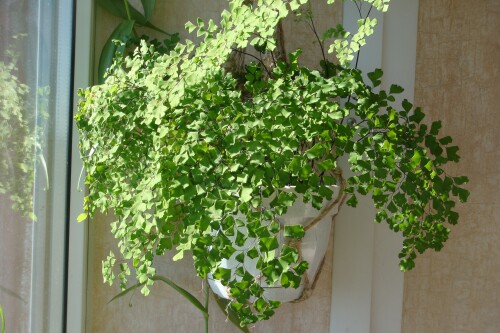 adiantum leafage