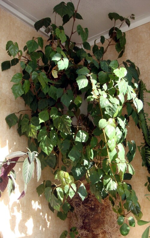 cissus bush