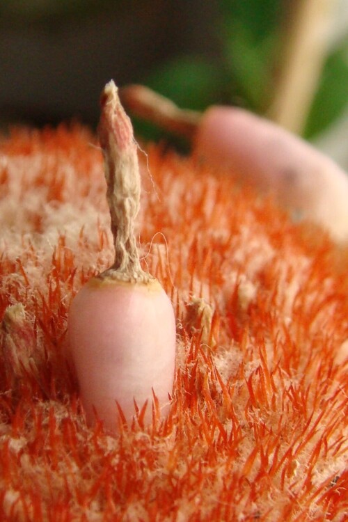 melocactus 2014 02 19 fruit in