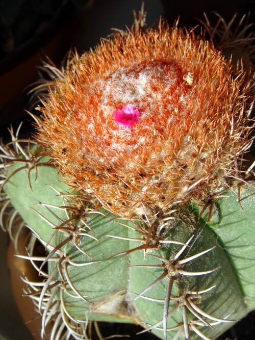 melocactus flower in turban