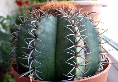 melocactus ribs