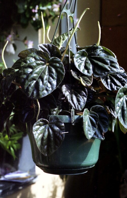 peperomia caperata 2005 flowering