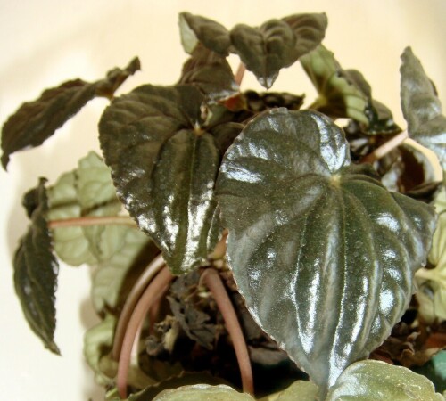 peperomia caperata leaf