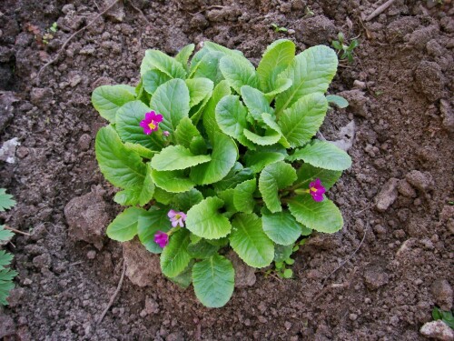 primula vulgaris 5 2013