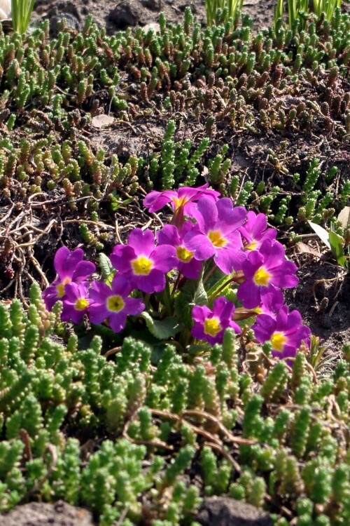 primula vulgaris 5 2014 04 23 flowering