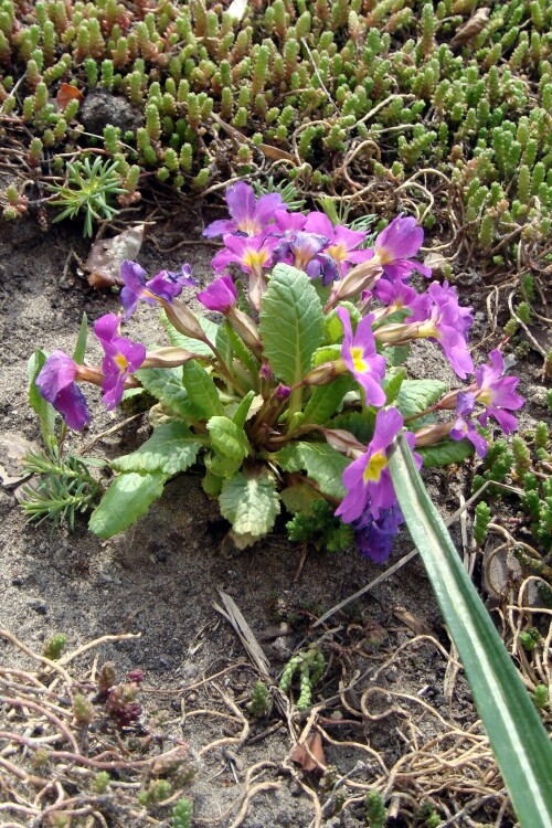 primula vulgaris 5 2014 04 28 bush