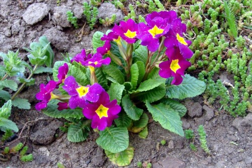 primula vulgaris 5 2014 05 02 bloom