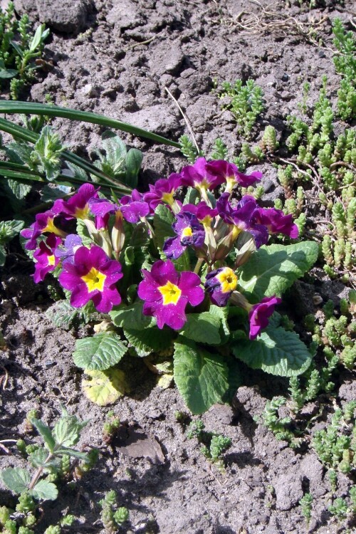 primula vulgaris 5 2014 05 04 flowering