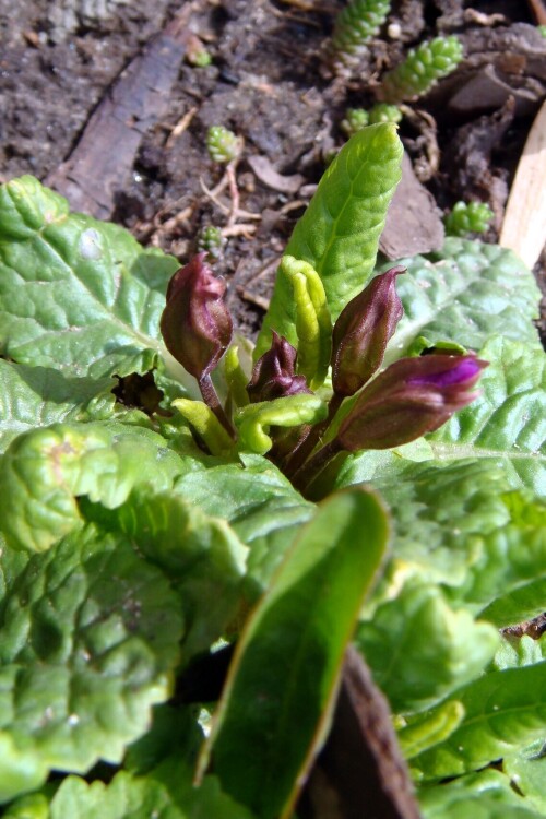 primula vulgaris 5 2015 04 21