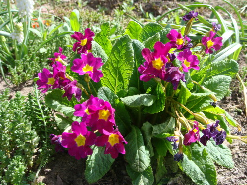 primula vulgaris 5 2015 05 14 bloom