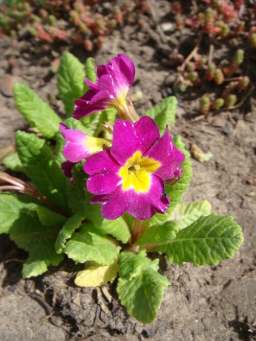 primula vulgaris 5 2015 05 14 flower