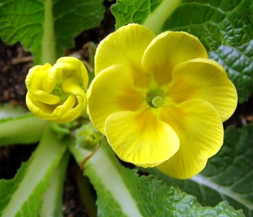 primula yellow