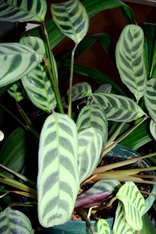 ctenanthe amabilis 2012 12 leaf