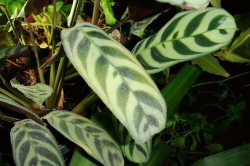 ctenanthe amabilis 2012 12