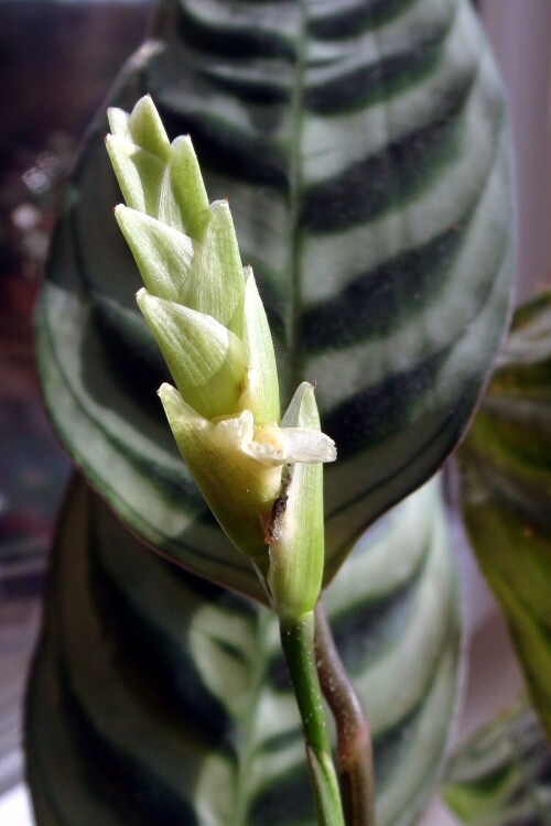 ctenanthe amabilis 2014 06 04 pedicle