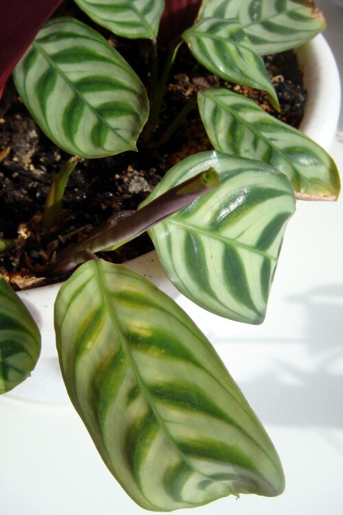 ctenanthe amabilis leaf